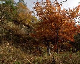 电影：杜鹃花飞